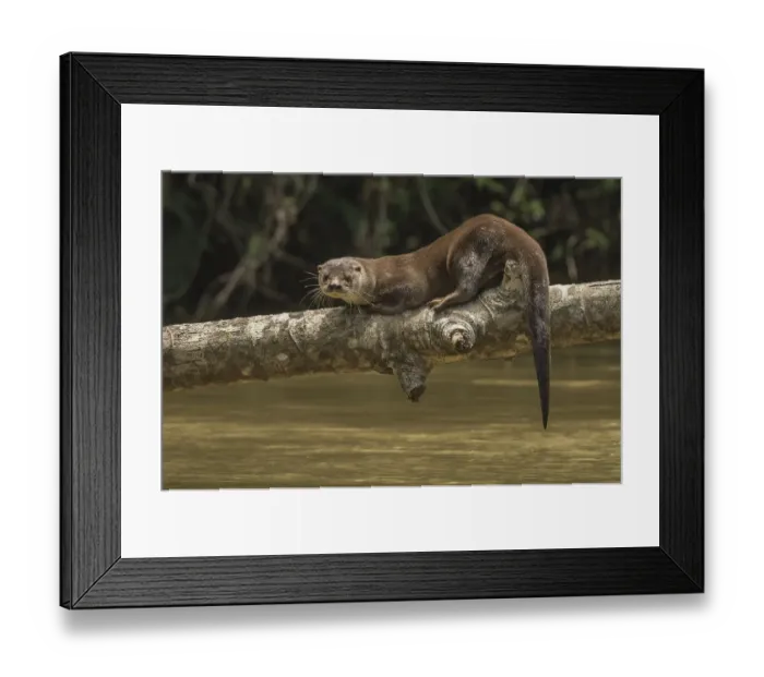 Framed Print : Neotropical river otter (Lontra longicaudis) resting on a log along the Indian River Framed Print : Neotropical river otter (Lontra longicaudis) resting on a log along the Indian River