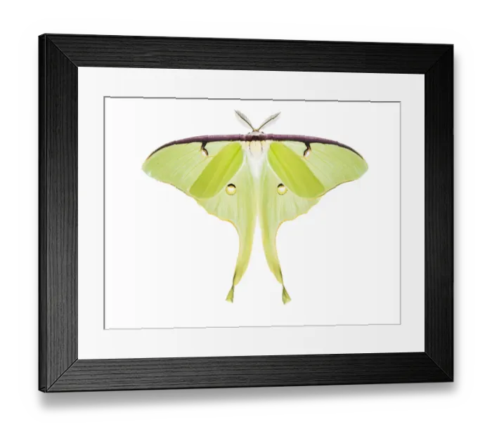 Framed Print : Luna moth (Actias luna), photographed on white. New Brunswick, Canada, June Framed Print : Luna moth (Actias luna), photographed on white. New Brunswick, Canada, June