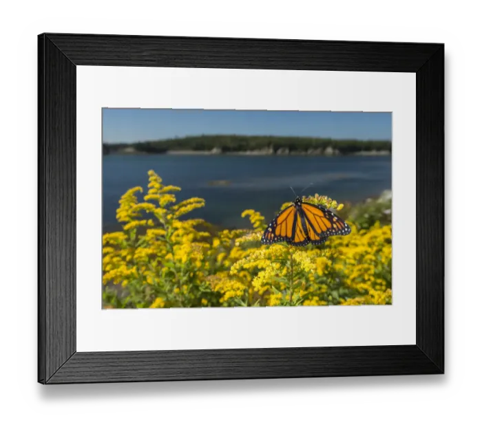 Framed Print : Monarch butterfly (Danaus plexippus) feeding on Goldenrod, New Brunswick, Canada, September Framed Print : Monarch butterfly (Danaus plexippus) feeding on Goldenrod, New Brunswick, Canada, September