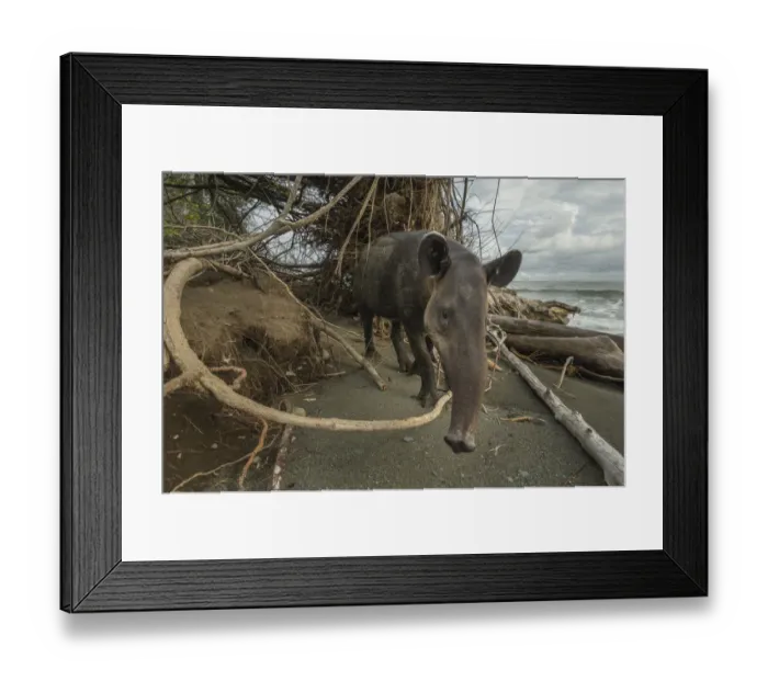 Framed Print : Bairds tapir (Tapirus bairdii) walking along beach in Corcovado National Park, Costa Rica Framed Print : Bairds tapir (Tapirus bairdii) walking along beach in Corcovado National Park, Costa Rica