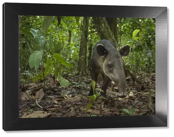 Bairds tapir (Tapirus bairdii) Corcovado National Park, Costa Rica, May. Endangered