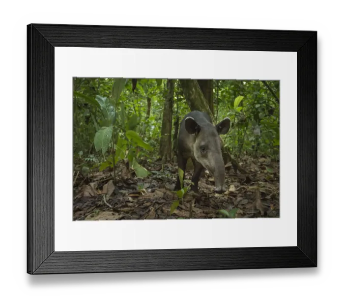 Framed Print : Bairds tapir (Tapirus bairdii) Corcovado National Park, Costa Rica, May. Endangered Framed Print : Bairds tapir (Tapirus bairdii) Corcovado National Park, Costa Rica, May. Endangered