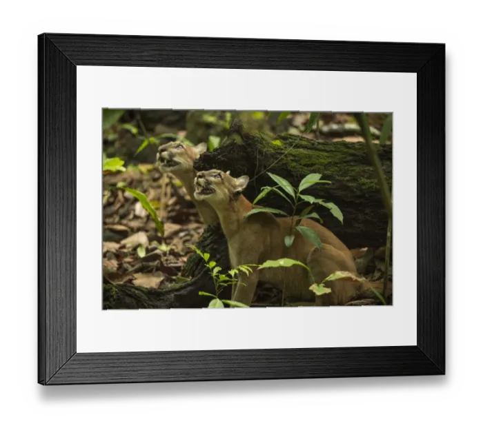 Framed Print : Pumas (Puma concolor) stalking a troop of howler monkeys, Corcovado National Park, Costa Rica, May Framed Print : Pumas (Puma concolor) stalking a troop of howler monkeys, Corcovado National Park, Costa Rica, May