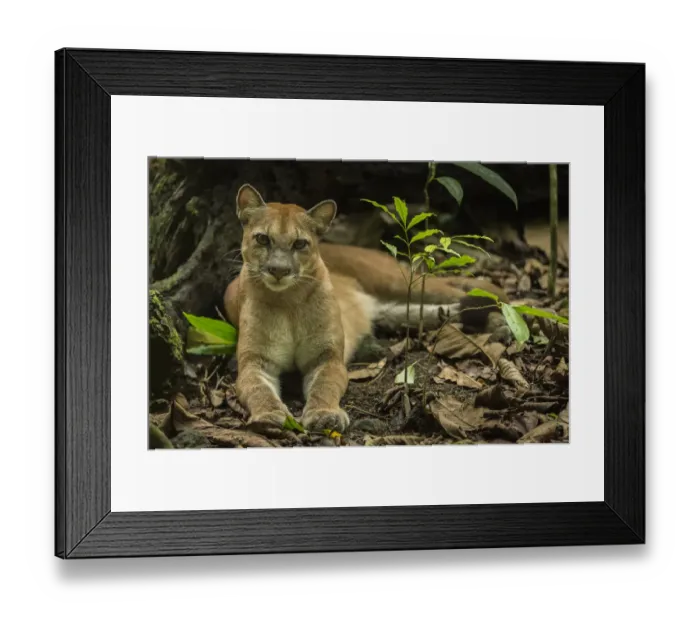 Framed Print : Puma (Puma concolor) resting, Corcovado National Park, Costa Rica, May Framed Print : Puma (Puma concolor) resting, Corcovado National Park, Costa Rica, May