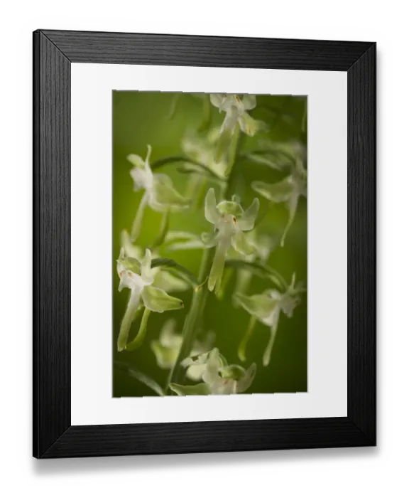 Framed Print : Round-leaved orchis (Habenaria orbiculata) flowers, New Brunswick, Canada, July Framed Print : Round-leaved orchis (Habenaria orbiculata) flowers, New Brunswick, Canada, July