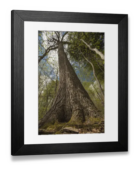 Framed Print : Red oak (Quercus rubra) low angle view of trees, New Brunswick, Canada, May Framed Print : Red oak (Quercus rubra) low angle view of trees, New Brunswick, Canada, May
