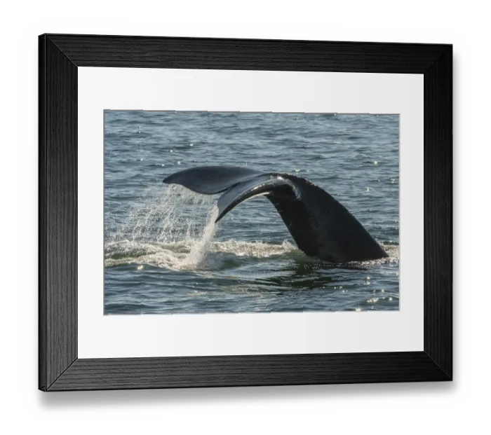 Framed Print : North Atlantic Right Whale (Eubalaena glacialis) tail fluke, in the Bay of Fundy Framed Print : North Atlantic Right Whale (Eubalaena glacialis) tail fluke, in the Bay of Fundy