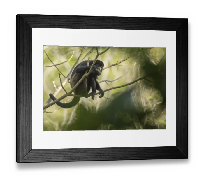 Framed Print : Mantled howler monkey (Alouatta palliata) with bokeh, Costa Rica Framed Print : Mantled howler monkey (Alouatta palliata) with bokeh, Costa Rica