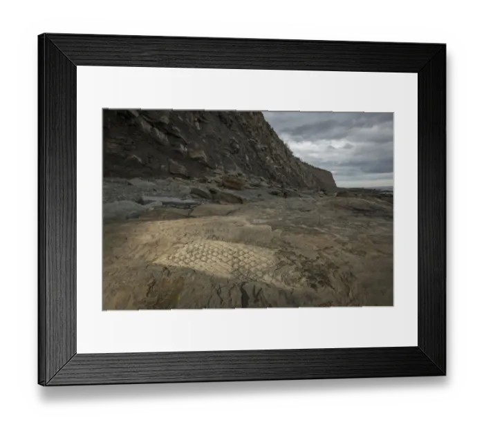 Framed Print : Fossilized remains of Lepidendron, the tallest of the coal age trees, at the Joggins Framed Print : Fossilized remains of Lepidendron, the tallest of the coal age trees, at the Joggins