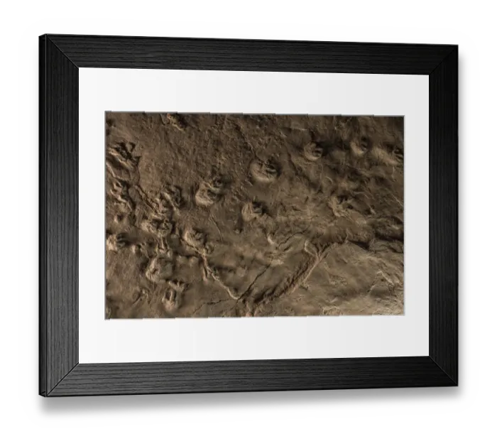 Framed Print : Tetrapod tracks preserved in rock at the Joggins Fossil Cliffs UNESCO World Heritage Site