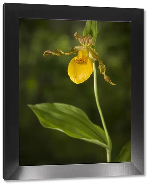 Yellow ladys slipper orchid (Cypripedium parviflorum) New Brunswick, Canada, June