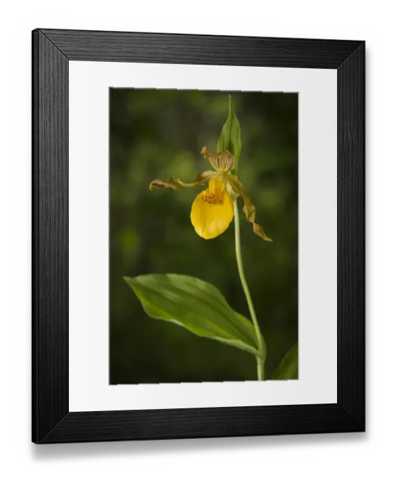 Framed Print : Yellow ladys slipper orchid (Cypripedium parviflorum) New Brunswick, Canada, June Framed Print : Yellow ladys slipper orchid (Cypripedium parviflorum) New Brunswick, Canada, June