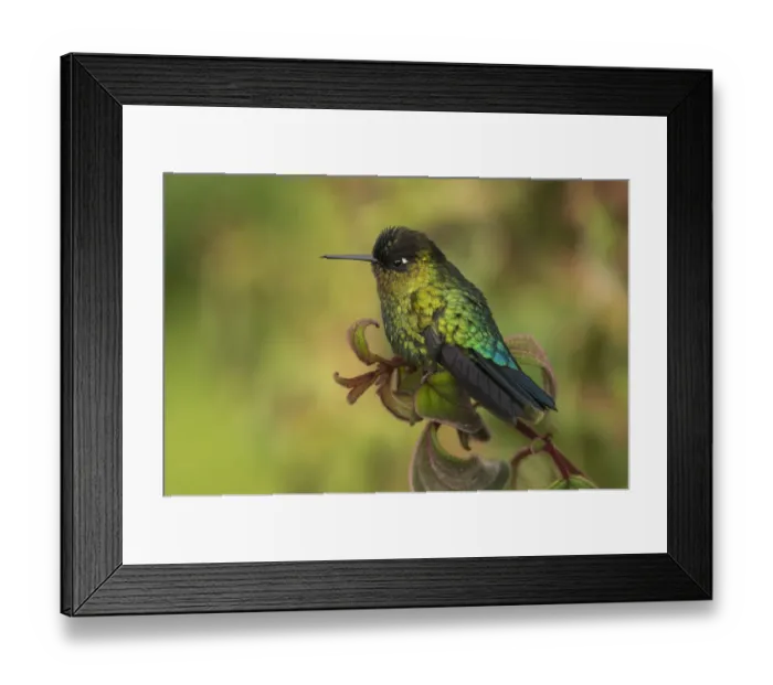 Framed Print : Fiery throated hummingbird (Panterpe insignis) an endemic bird species. Talamanca Range Framed Print : Fiery throated hummingbird (Panterpe insignis) an endemic bird species. Talamanca Range