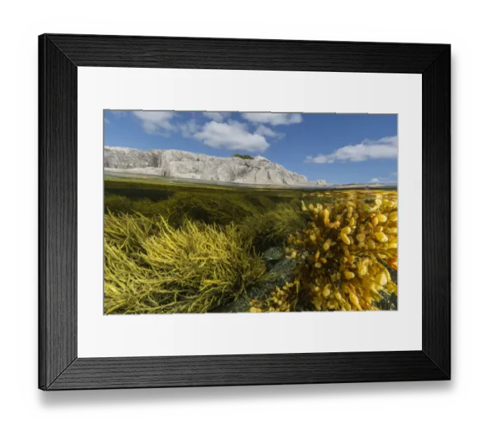 Framed Print : View of colorful seaweeds and rich intertidal zone around Borgles Island, Nova Scotia Framed Print : View of colorful seaweeds and rich intertidal zone around Borgles Island, Nova Scotia