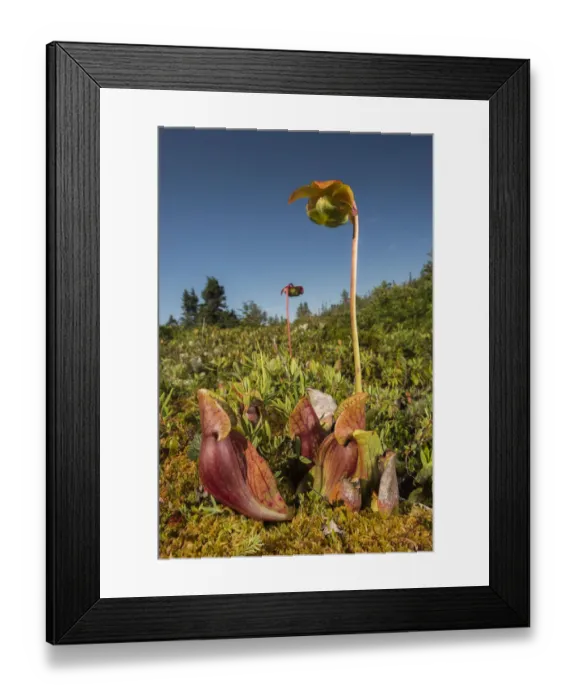 Framed Print : Northern pitcher plant (Sarracenia purpurea) photographed on Borgles Island Framed Print : Northern pitcher plant (Sarracenia purpurea) photographed on Borgles Island