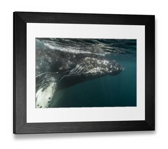 Framed Print : Humpback whale (Megaptera novaeangliae) Bay of Fundy, Canada. November Framed Print : Humpback whale (Megaptera novaeangliae) Bay of Fundy, Canada. November