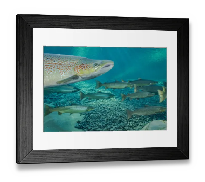 Framed Print : Atlantic salmon (Salmo salar) portrait, migrating to spawn in river, Gaspe Peninsula Framed Print : Atlantic salmon (Salmo salar) portrait, migrating to spawn in river, Gaspe Peninsula