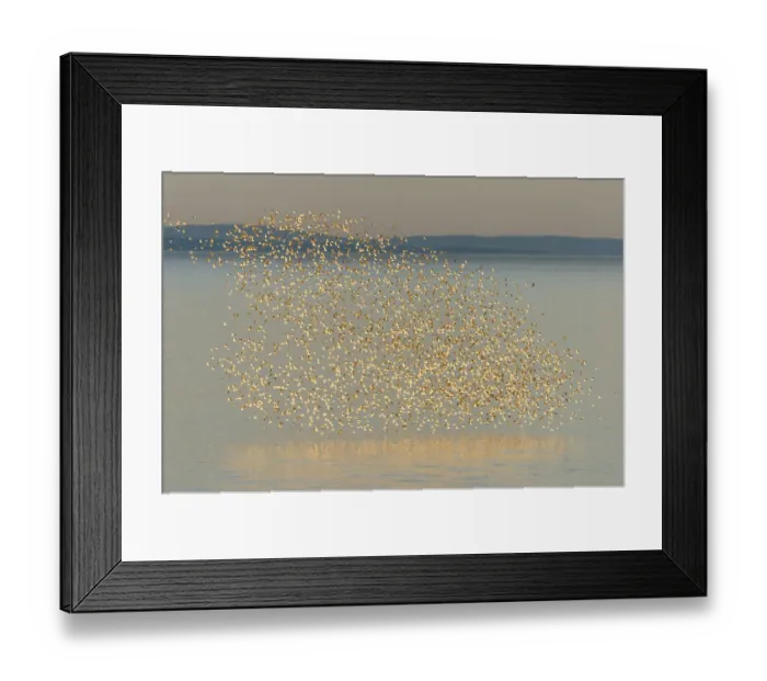 Framed Print : Semipalmated sandpiper (Calidris pusilla) flock in flight over water, Johnsons Mills Reserve Framed Print : Semipalmated sandpiper (Calidris pusilla) flock in flight over water, Johnsons Mills Reserve