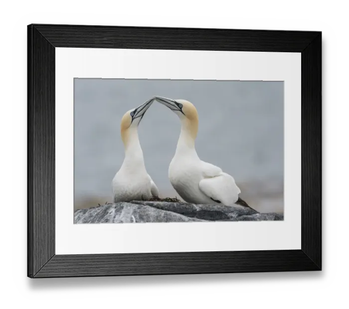 Framed Print : Northern gannet (Morus bassanus) pair, courtship display, Machias Seal Island, Bay of Fundy Framed Print : Northern gannet (Morus bassanus) pair, courtship display, Machias Seal Island, Bay of Fundy