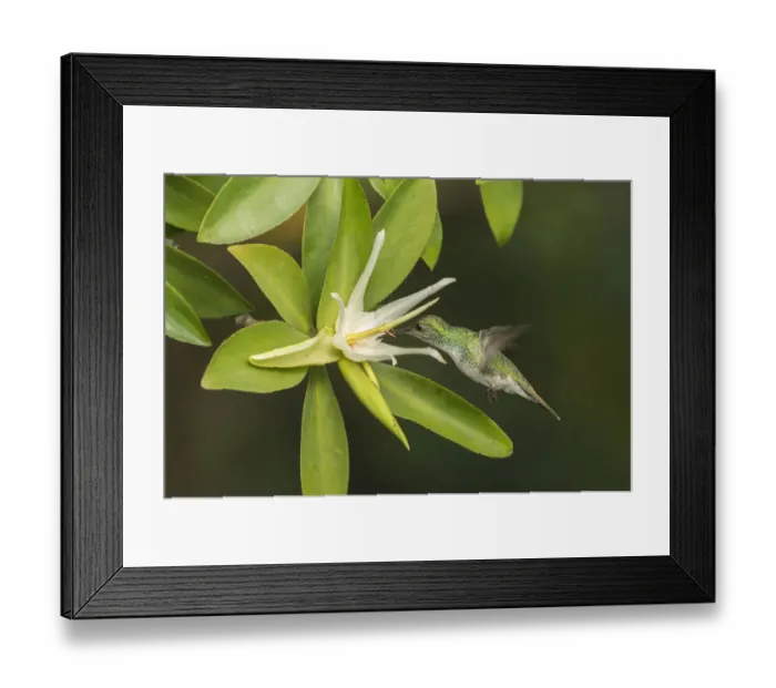 Framed Print : Mangrove hummingbird (Amazilia boucardi) female in flight feeding on Tea mangrove