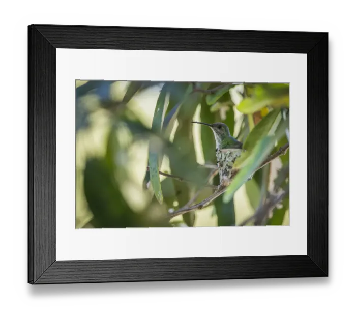 Framed Print : Mangrove hummingbird (Amazilia boucardi) female siting on nest, Pacific coast mangroves area Framed Print : Mangrove hummingbird (Amazilia boucardi) female siting on nest, Pacific coast mangroves area
