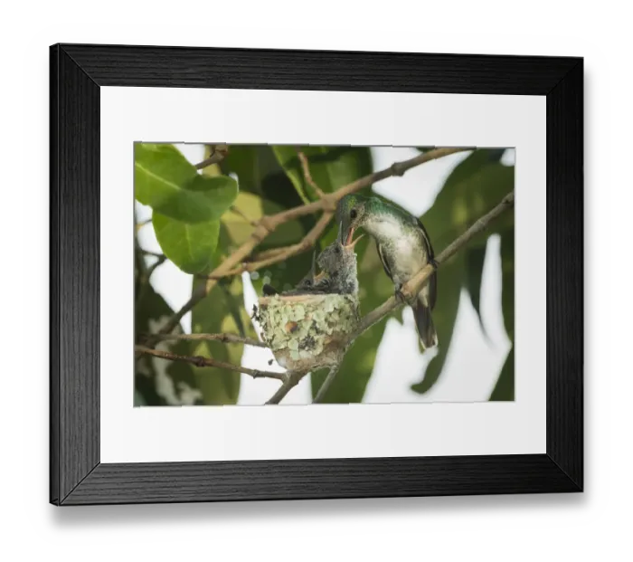 Framed Print : Mangrove hummingbird (Amazilia boucardi) female feeding chicks in nest, Pacific coast Framed Print : Mangrove hummingbird (Amazilia boucardi) female feeding chicks in nest, Pacific coast