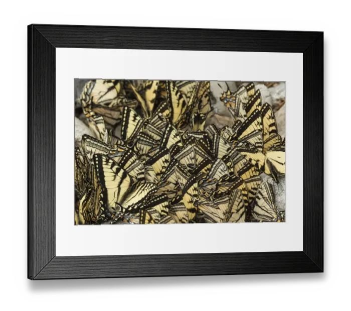 Framed Print : Eastern tiger swallowtail butterflies (Papilio glaucus) puddling, New Brunswick, Canada Framed Print : Eastern tiger swallowtail butterflies (Papilio glaucus) puddling, New Brunswick, Canada