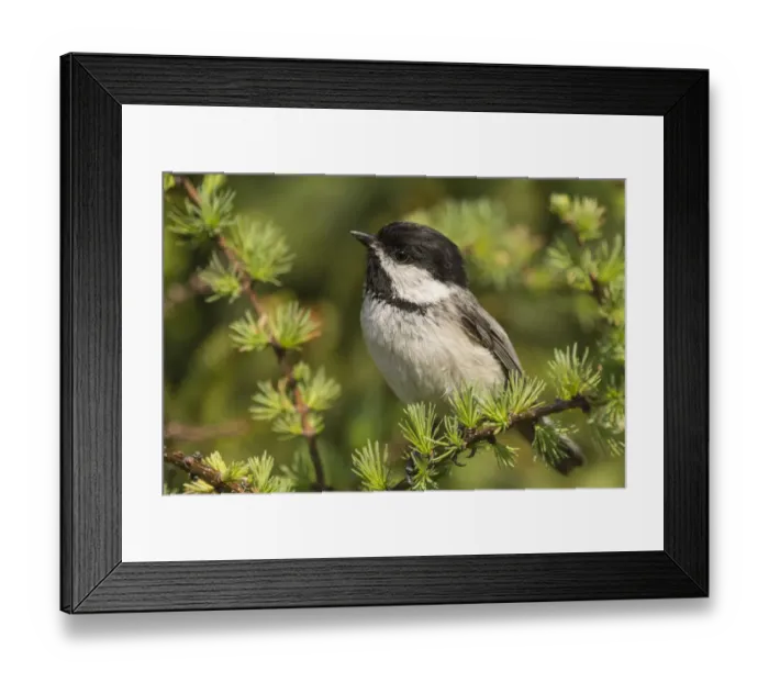 Framed Print : Black capped chickadee (Poecile atricapillus) portrait, Anchorage Provincial Park Framed Print : Black capped chickadee (Poecile atricapillus) portrait, Anchorage Provincial Park