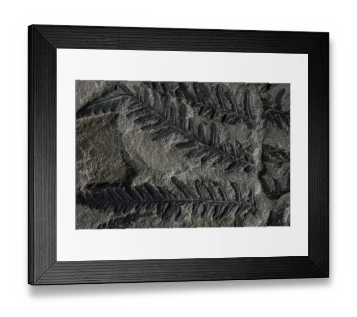 Framed Print : Fossil leaves of seed ferns, a kind of extinct plant, Joggins Fossil Cliffs UNESCO Framed Print : Fossil leaves of seed ferns, a kind of extinct plant, Joggins Fossil Cliffs UNESCO