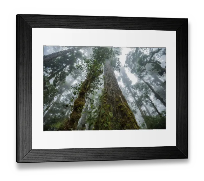 Framed Print : Massive old growth oak trees of the cloud forest, Talamanca Range, Talamanca Range-La Framed Print : Massive old growth oak trees of the cloud forest, Talamanca Range, Talamanca Range-La