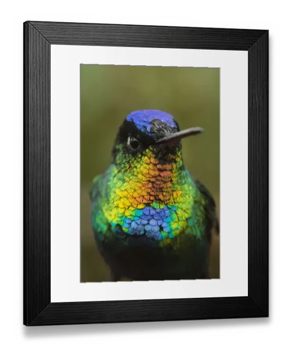 Framed Print : Fiery throated hummingbird (Panterpe insignis) an endemic bird species. Talamanca Range Framed Print : Fiery throated hummingbird (Panterpe insignis) an endemic bird species. Talamanca Range