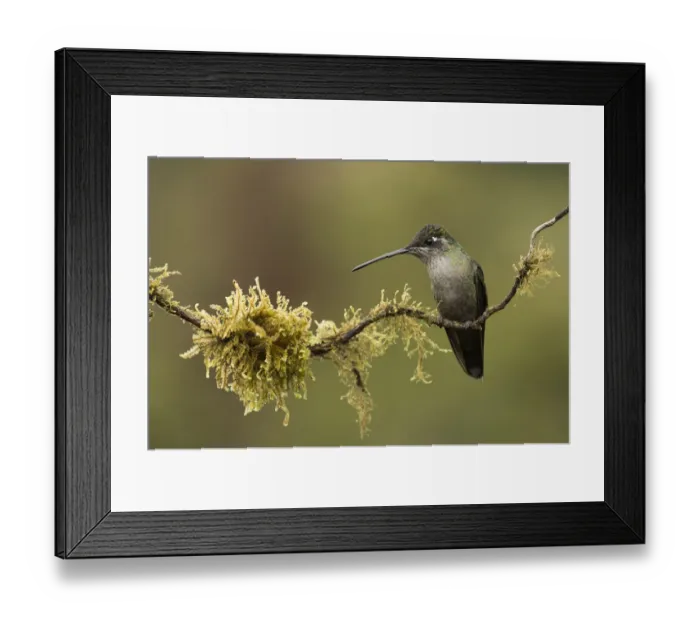 Framed Print : Magnificent hummingbird (Eugenes fulgens) female, Talamanca Range, Talamanca Range-La Framed Print : Magnificent hummingbird (Eugenes fulgens) female, Talamanca Range, Talamanca Range-La