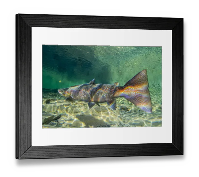 Framed Print : Atlantic salmon (Salmo salar) portrait, migrating to spawn in river, Gaspe Peninsula Framed Print : Atlantic salmon (Salmo salar) portrait, migrating to spawn in river, Gaspe Peninsula