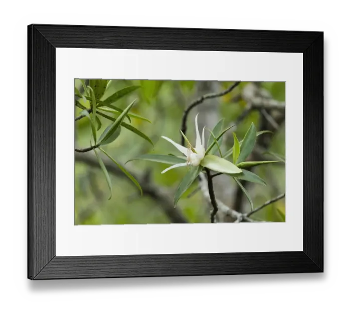 Framed Print : Tea mangrove (Pelliciera rhizophorae) flower, Pochote Estuary, Costa Rica, Vulnerable Framed Print : Tea mangrove (Pelliciera rhizophorae) flower, Pochote Estuary, Costa Rica, Vulnerable