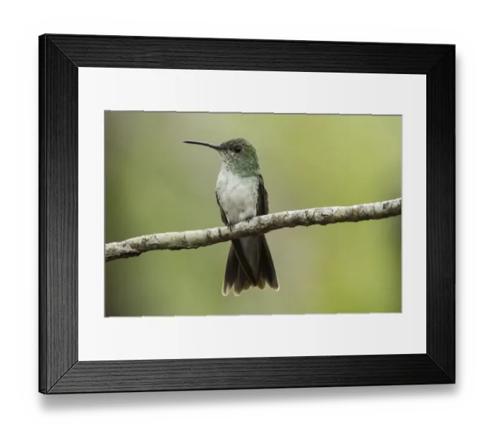 Framed Print : Mangrove hummingbird (Amazilia boucardi) female perched on twig, Pacific coast mangroves area Framed Print : Mangrove hummingbird (Amazilia boucardi) female perched on twig, Pacific coast mangroves area