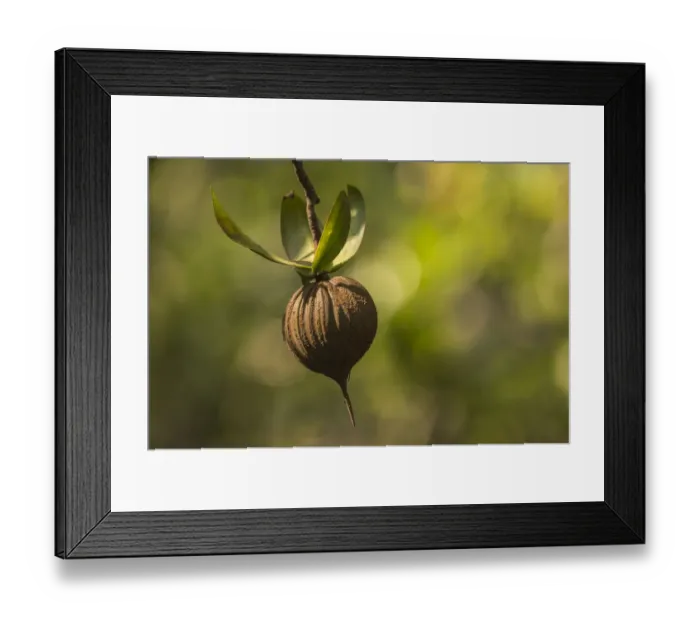 Framed Print : Tea mangrove (Pelliciera rhizophorae) seed, Pochote Estuary, Costa Rica, Vulnerable Framed Print : Tea mangrove (Pelliciera rhizophorae) seed, Pochote Estuary, Costa Rica, Vulnerable