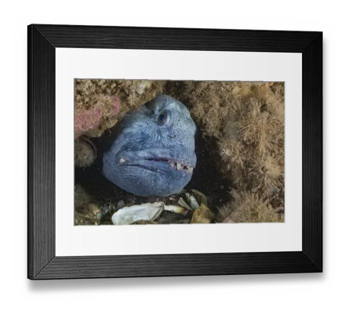 Framed Print : Atlantic wolfish (Anarhichas lupus) looking out hole, Bay of Fundy, New Brunswick Framed Print : Atlantic wolfish (Anarhichas lupus) looking out hole, Bay of Fundy, New Brunswick