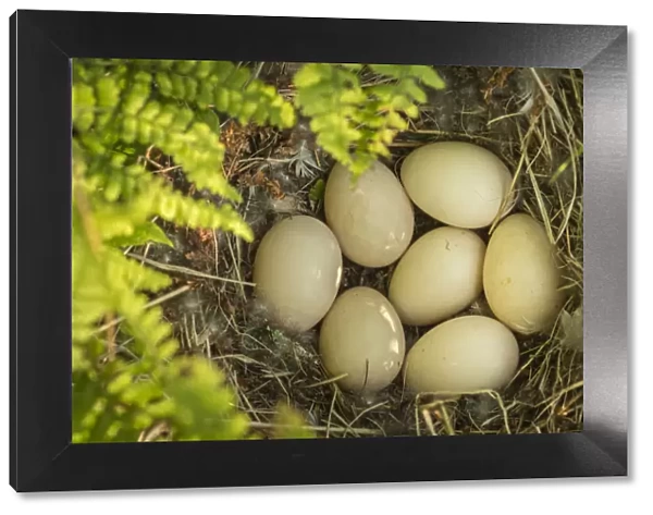 American wigeon (Anas  /  Mareca americana) nest with seven eggs, Anchorage Provincial Park