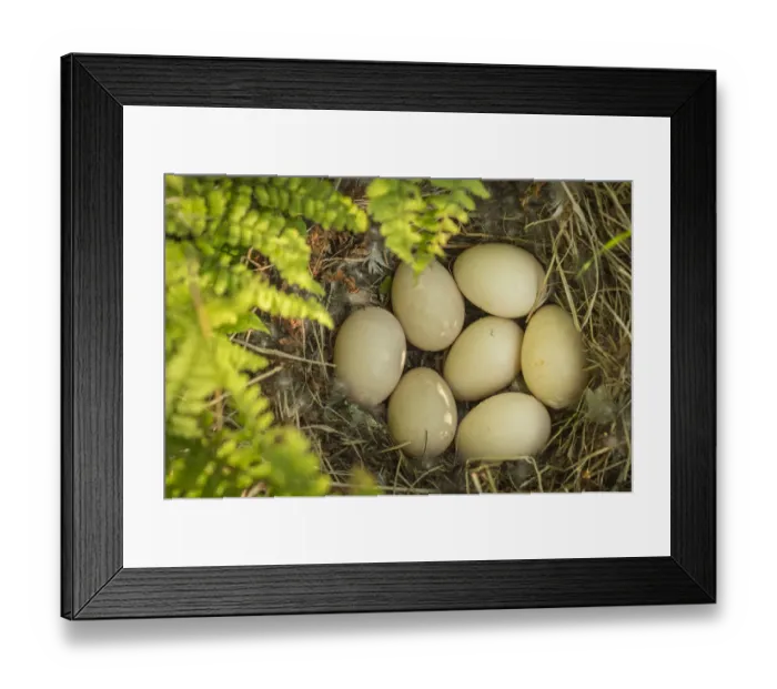 Framed Print : American wigeon (Anas  /  Mareca americana) nest with seven eggs, Anchorage Provincial Park