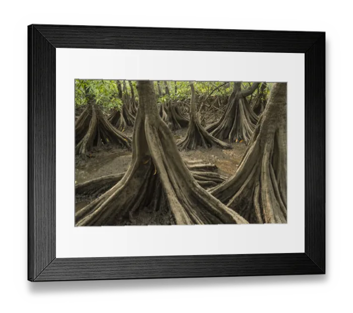 Framed Print : Tea mangroves (Pelliciera rhizophorae) Pochote Estuary, Costa Rica. Vulnerable species Framed Print : Tea mangroves (Pelliciera rhizophorae) Pochote Estuary, Costa Rica. Vulnerable species