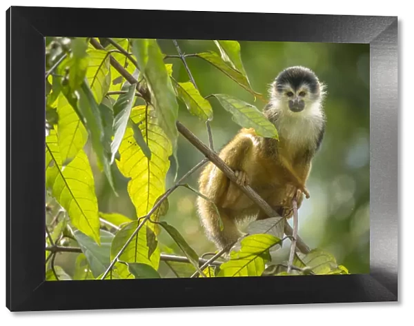 Black-crowned Central American squirrel monkey (Saimiri oerstedii) sitting on branch