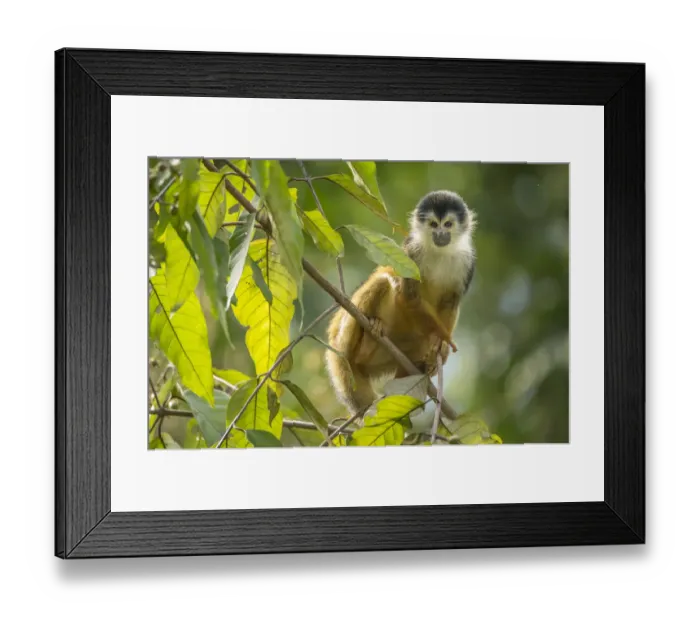 Framed Print : Black-crowned Central American squirrel monkey (Saimiri oerstedii) sitting on branch Framed Print : Black-crowned Central American squirrel monkey (Saimiri oerstedii) sitting on branch