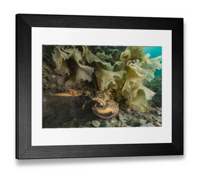 Framed Print : American / Northern lobster (Homarus americanus) partially hidden under seaweed, Nova Scotia Framed Print : American / Northern lobster (Homarus americanus) partially hidden under seaweed, Nova Scotia