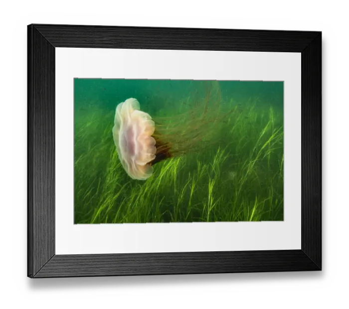 Framed Print : Lions mane jellyfish (Cyanea capillata) swept in current over a bed of eel grass Framed Print : Lions mane jellyfish (Cyanea capillata) swept in current over a bed of eel grass