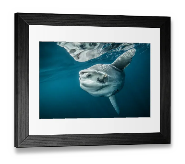 Framed Print : Ocean sunfish (Mola mola) off Halifax, Nova Scotia, Canada. July Framed Print : Ocean sunfish (Mola mola) off Halifax, Nova Scotia, Canada. July