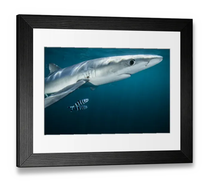 Framed Print : Blue shark (Prionace glauca) with Pilot fish (Naucrates ductor) off Halifax, Nova Scotia, Canada Framed Print : Blue shark (Prionace glauca) with Pilot fish (Naucrates ductor) off Halifax, Nova Scotia, Canada