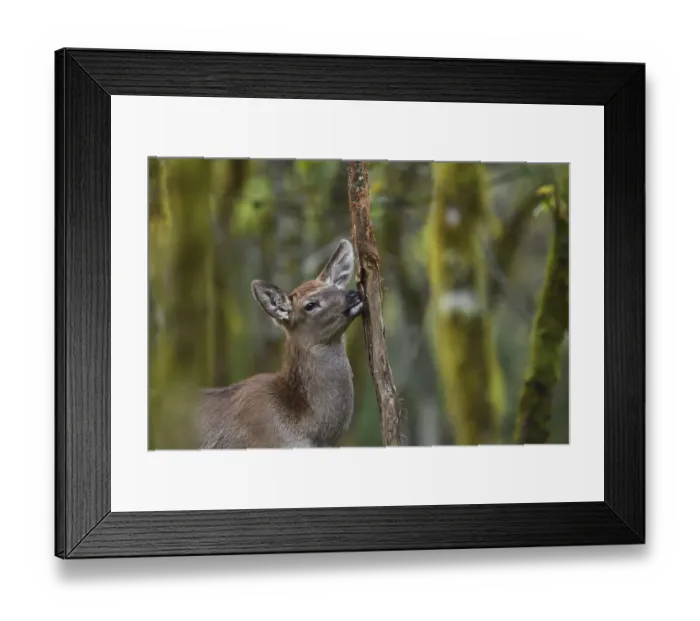 Framed Print : Red deer (Cervus elaphus) in humid montane mixed forest, Laba He National Nature Reserve Framed Print : Red deer (Cervus elaphus) in humid montane mixed forest, Laba He National Nature Reserve