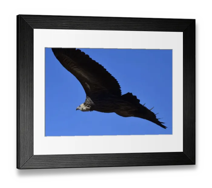 Framed Print : Himalayan griffon vulture (Gyps himalayensis) in flight, Dulan Hills, Tibetan Plateau Framed Print : Himalayan griffon vulture (Gyps himalayensis) in flight, Dulan Hills, Tibetan Plateau