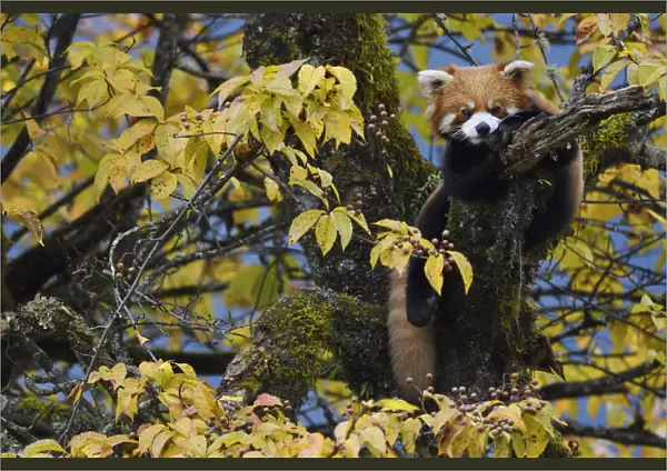 Red panda or Lesser panda (Ailurus fulgens) in the humid montane mixed forest, Laba