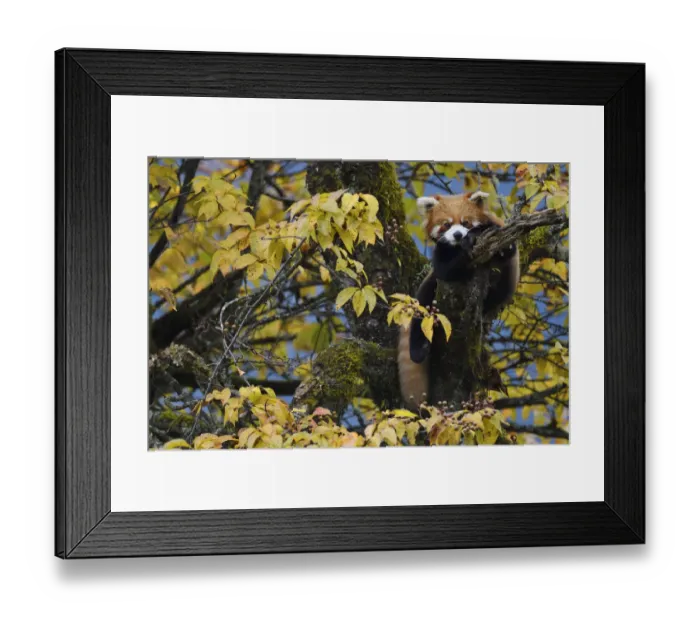 Framed Print : Red panda or Lesser panda (Ailurus fulgens) in the humid montane mixed forest, Laba Framed Print : Red panda or Lesser panda (Ailurus fulgens) in the humid montane mixed forest, Laba